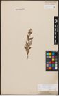 Foto von Salix aurita L. x Salix repens L.